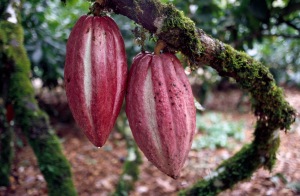 cacao-cocoa-fruit-1