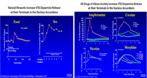 Figure 3: Dopamine Release in the VTA for normal rewards – typically food is not high enough to be classified as addictive relative to illicit drugs like cocaine, nicotine, morphine, or amphetamines.  Click to Magnify. (Source : Di Chiara et al., Neuroscience, 1999., Fiorino and Phillips, J. Neuroscience, 1997 and Di Chiara and Imperato, PNAS, 1988, Personal Communication 2013)